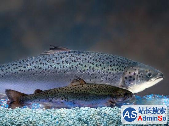 美国FDA批准转基因鲑鱼上市